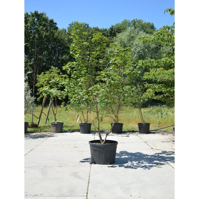 Italiensk lönn - Acer opalus 300-350 MS CONT